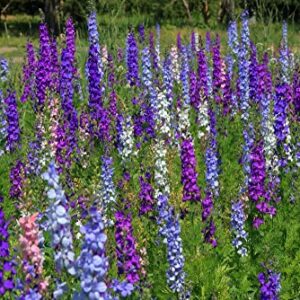 Larkspur Rocket Mix Colors Blend Flower Seeds, 250+ Flower Seeds Per Packet, (Isla's Garden Seeds), Non GMO & Heirloom Seeds, Botanical Name: Delphinium ajacis, Great Home Garden Gift