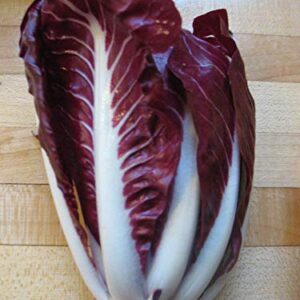 800 Red Treviso Endive Seeds for Planting Heirloom Non-GMO 2.5+ Grams Garden Vegetable Bulk Survival Chicory Radicchio