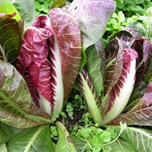 800 Red Treviso Endive Seeds for Planting Heirloom Non-GMO 2.5+ Grams Garden Vegetable Bulk Survival Chicory Radicchio