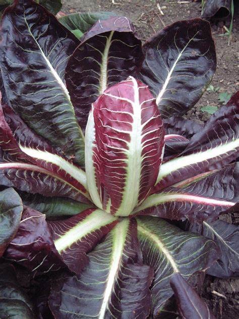 800 Red Treviso Endive Seeds for Planting Heirloom Non-GMO 2.5+ Grams Garden Vegetable Bulk Survival Chicory Radicchio