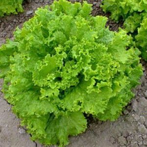 2000 Grand Rapids Lettuce Seeds for Planting 4+ Grams of Seeds Non GMO Heirloom Garden Vegetable Survival Baby Greens Bulk