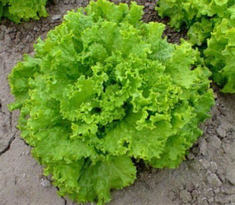 2000 Grand Rapids Lettuce Seeds for Planting 4+ Grams of Seeds Non GMO Heirloom Garden Vegetable Survival Baby Greens Bulk