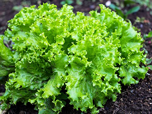 2000 Grand Rapids Lettuce Seeds for Planting 4+ Grams of Seeds Non GMO Heirloom Garden Vegetable Survival Baby Greens Bulk