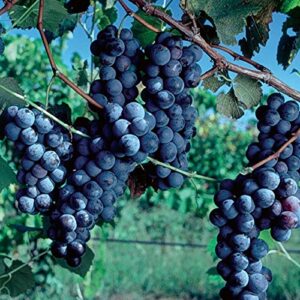 pixies gardens (1 gallon) cabernet sauvignon grape is a small round black grape for wine-making it is one of the most renowned red wine grapes.