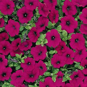 outsidepride spreading purple classic wave petunia garden flowers for hanging baskets, pots, containers, beds – 30 seeds