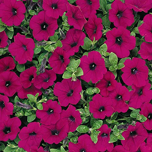 Outsidepride Spreading Purple Classic Wave Petunia Garden Flowers for Hanging Baskets, Pots, Containers, Beds - 30 Seeds