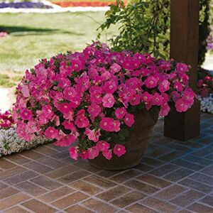 Outsidepride Spreading Purple Classic Wave Petunia Garden Flowers for Hanging Baskets, Pots, Containers, Beds - 30 Seeds