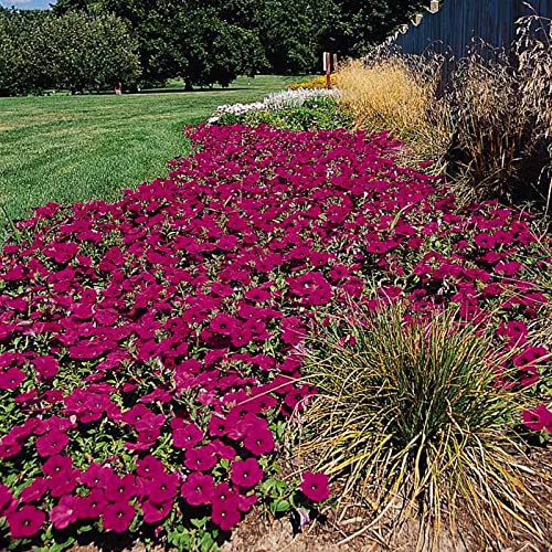 Outsidepride Spreading Purple Classic Wave Petunia Garden Flowers for Hanging Baskets, Pots, Containers, Beds - 30 Seeds