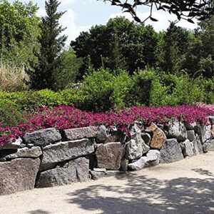 Outsidepride Spreading Purple Classic Wave Petunia Garden Flowers for Hanging Baskets, Pots, Containers, Beds - 30 Seeds