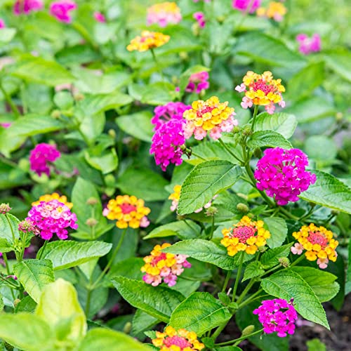 100 Pcs Mix Lantana Flower Seeds Lantana Camara Seeds for Planting Home Garden Non-GMO