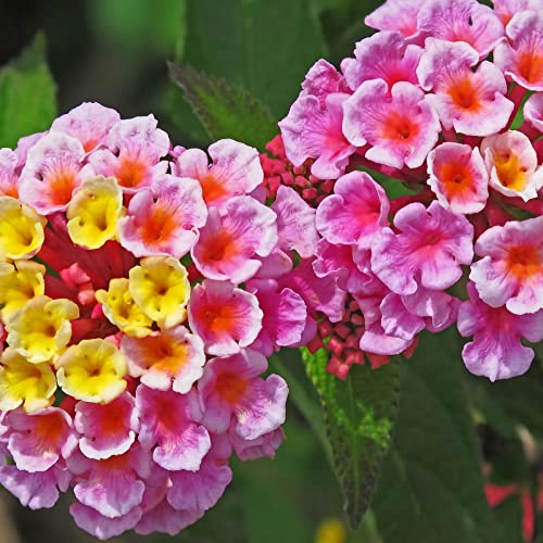 100 Pcs Mix Lantana Flower Seeds Lantana Camara Seeds for Planting Home Garden Non-GMO