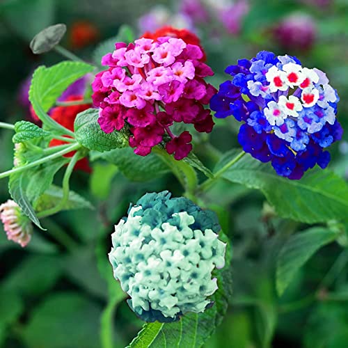 100 Pcs Mix Lantana Flower Seeds Lantana Camara Seeds for Planting Home Garden Non-GMO