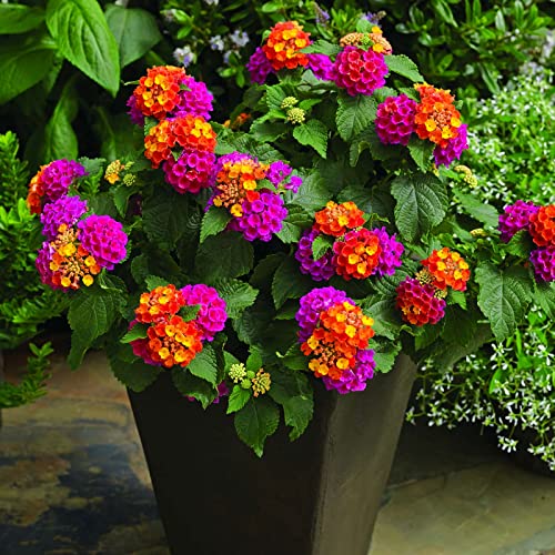 100 Pcs Mix Lantana Flower Seeds Lantana Camara Seeds for Planting Home Garden Non-GMO