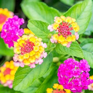 100 Pcs Mix Lantana Flower Seeds Lantana Camara Seeds for Planting Home Garden Non-GMO