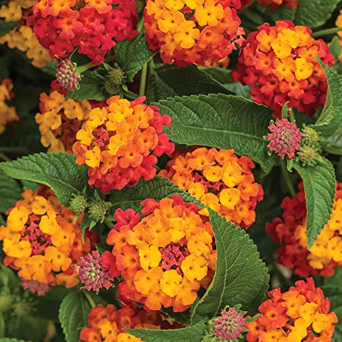 100 Pcs Mix Lantana Flower Seeds Lantana Camara Seeds for Planting Home Garden Non-GMO