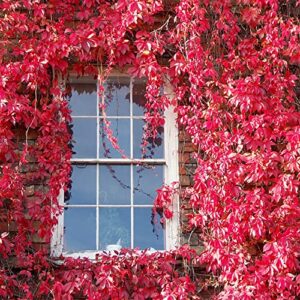 qauzuy garden seeds- 100 virginia creeper parthenocissus quinquefolia seeds, fully hardy, fast-growing