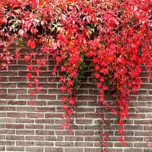 QAUZUY GARDEN Seeds- 100 Virginia Creeper Parthenocissus Quinquefolia Seeds, Fully Hardy, Fast-Growing