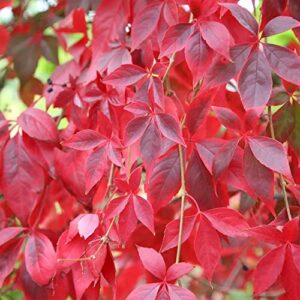 QAUZUY GARDEN Seeds- 100 Virginia Creeper Parthenocissus Quinquefolia Seeds, Fully Hardy, Fast-Growing