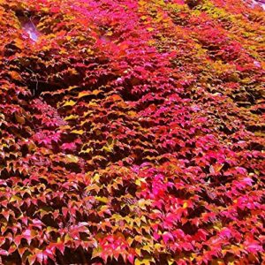 QAUZUY GARDEN Seeds- 100 Virginia Creeper Parthenocissus Quinquefolia Seeds, Fully Hardy, Fast-Growing