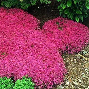 200pcs thyme seeds creeping thyme red joss seeds perennial ground cover for home garden