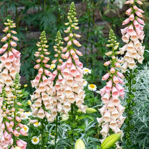 CHUXAY GARDEN 100 Seeds Digitalis Purpurea 'Dalmatian Peach',Common Foxglove Seed,Lady's Glove,Dalmatian Series Rare Peach Foxglove Perennial Flowering Plant Low-Maintenance