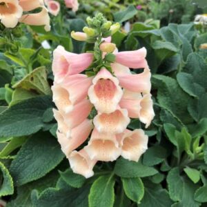 CHUXAY GARDEN 100 Seeds Digitalis Purpurea 'Dalmatian Peach',Common Foxglove Seed,Lady's Glove,Dalmatian Series Rare Peach Foxglove Perennial Flowering Plant Low-Maintenance