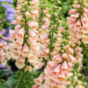 CHUXAY GARDEN 100 Seeds Digitalis Purpurea 'Dalmatian Peach',Common Foxglove Seed,Lady's Glove,Dalmatian Series Rare Peach Foxglove Perennial Flowering Plant Low-Maintenance