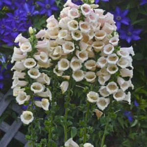 CHUXAY GARDEN 100 Seeds Digitalis Purpurea 'Dalmatian Peach',Common Foxglove Seed,Lady's Glove,Dalmatian Series Rare Peach Foxglove Perennial Flowering Plant Low-Maintenance