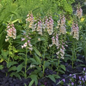 CHUXAY GARDEN 100 Seeds Digitalis Purpurea 'Dalmatian Peach',Common Foxglove Seed,Lady's Glove,Dalmatian Series Rare Peach Foxglove Perennial Flowering Plant Low-Maintenance