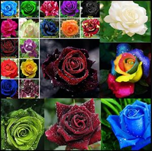 rare plant seed rose seeds multi coloured rose flower seeds home garden plant 100+ mixed colors rose seeds
