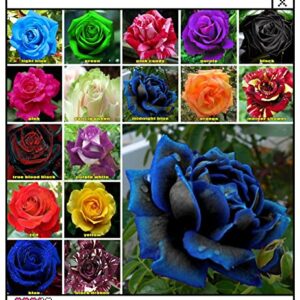 Rare Plant Seed Rose Seeds Multi Coloured Rose Flower Seeds Home Garden Plant 100+ Mixed Colors Rose Seeds