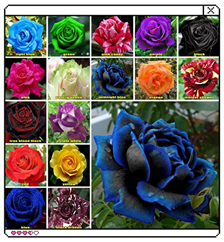 Rare Plant Seed Rose Seeds Multi Coloured Rose Flower Seeds Home Garden Plant 100+ Mixed Colors Rose Seeds