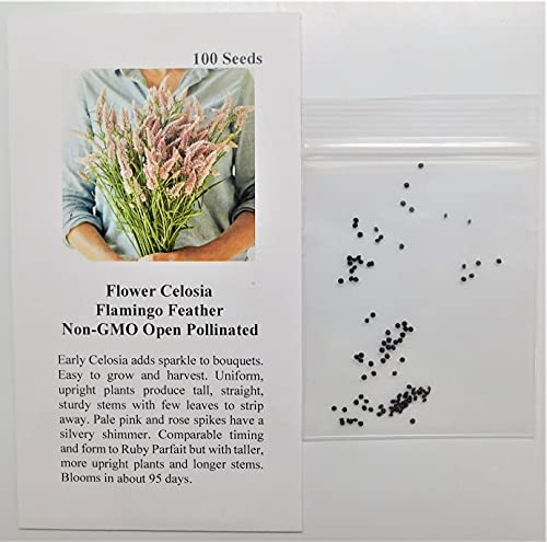 David's Garden Seeds Flower Celosia Flamingo Feather 1543 (Multi) 100 Non-GMO, Heirloom Seeds