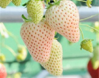 White Albion Strawberry 100 Seeds Copyright Rn Gardens