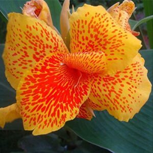 20+ Mixed Canna Lily Flower Seeds Perennial Beautiful Bonsai Plant Home Garden Decor