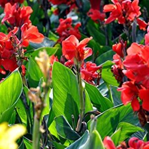 20+ Mixed Canna Lily Flower Seeds Perennial Beautiful Bonsai Plant Home Garden Decor