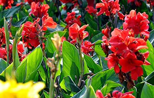 20+ Mixed Canna Lily Flower Seeds Perennial Beautiful Bonsai Plant Home Garden Decor