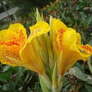 20+ Mixed Canna Lily Flower Seeds Perennial Beautiful Bonsai Plant Home Garden Decor