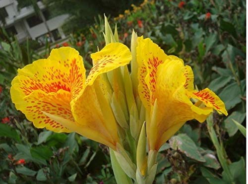 20+ Mixed Canna Lily Flower Seeds Perennial Beautiful Bonsai Plant Home Garden Decor