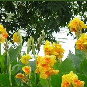 20+ Mixed Canna Lily Flower Seeds Perennial Beautiful Bonsai Plant Home Garden Decor