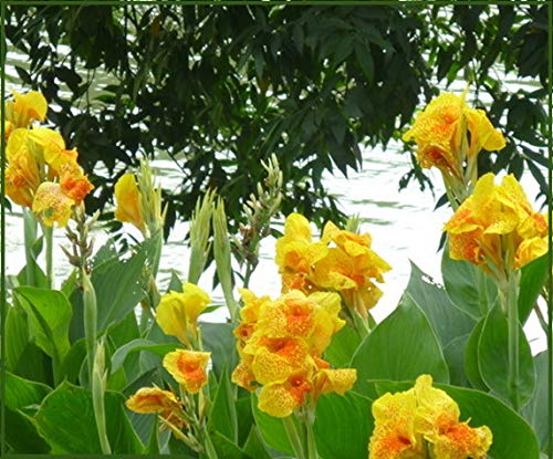 20+ Mixed Canna Lily Flower Seeds Perennial Beautiful Bonsai Plant Home Garden Decor