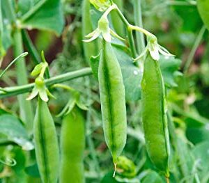 Rainbow Bean Mix Sprouting Seeds, Adzuki, Garbanzo, Green Pea, & Lentil, 40+ Heirloom Seeds in Mixture Per Packet, Non GMO Seeds, (Isla's Garden Seeds), Botanical Name: Phaseolus vulgaris