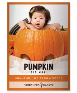 pumpkin seeds for planting (big max) heirloom, non-gmo vegetable variety- 5 grams seeds great for summer pumpkin gardens by gardeners basics
