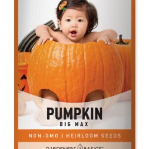 Pumpkin Seeds for Planting (Big Max) Heirloom, Non-GMO Vegetable Variety- 5 Grams Seeds Great for Summer Pumpkin Gardens by Gardeners Basics