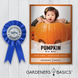 Pumpkin Seeds for Planting (Big Max) Heirloom, Non-GMO Vegetable Variety- 5 Grams Seeds Great for Summer Pumpkin Gardens by Gardeners Basics