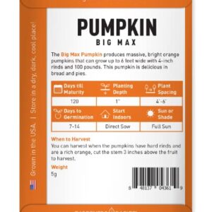 Pumpkin Seeds for Planting (Big Max) Heirloom, Non-GMO Vegetable Variety- 5 Grams Seeds Great for Summer Pumpkin Gardens by Gardeners Basics