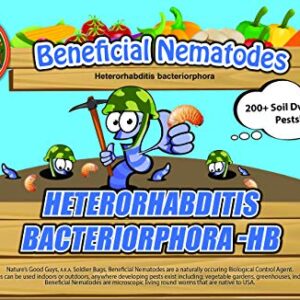 Bug Sales 50 Million Live Beneficial Nematodes - HB (Heterohabditis bacteriophora)