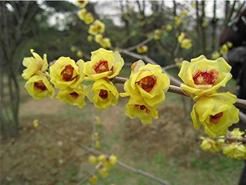 20+ Chimonanthus Praecox Odorant Shrub Seeds Bush Winter Flowers Garden Plants