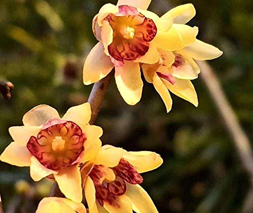20+ Chimonanthus Praecox Odorant Shrub Seeds Bush Winter Flowers Garden Plants