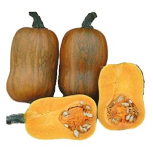 honeynut squash seeds – 25 seeds – grow from the same seeds as farmers – packaged and sold by harris seeds/garden trend – harris seeds: supplying growers since 1879 – usda certified organic 25 seeds
